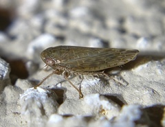 Acinopterus