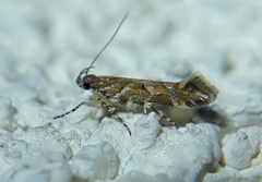 Aristotelia argentifera