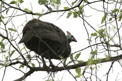 Numida meleagris coronatus