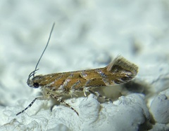 Aristotelia argentifera