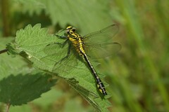 Gomphus vulgatissimus