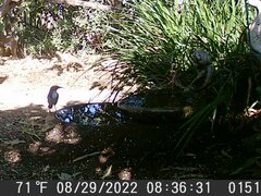 Aphelocoma californica