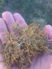 Teloschistes inflatus