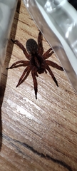 Trochosa