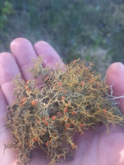 Teloschistes inflatus