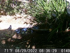 Aphelocoma californica