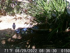 Aphelocoma californica