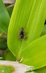 Salticinae