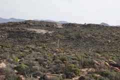 Aloidendron dichotomum