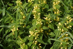 Lamium galeobdolon