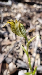 Pterostylis recurva