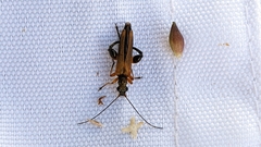 Oedemera podagrariae