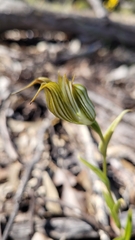 Pterostylis recurva