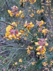 Pultenaea scabra