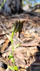 Pterostylis recurva