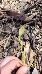 Pterostylis recurva