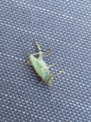 Meconema thalassinum