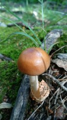 Amanita fulva