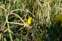 Bombus sylvarum
