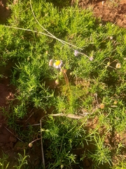 Felicia filifolia