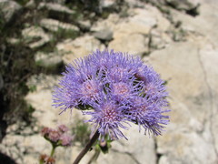 Ageratum tomentosum