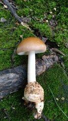 Amanita fulva