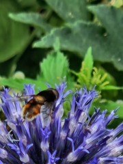 Eristalis intricaria