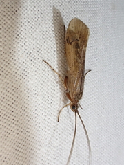 Limnephilus