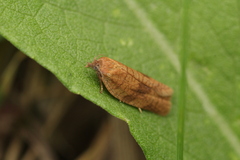 Cacoecimorpha pronubana