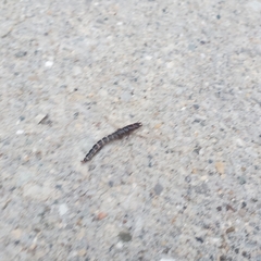 Scarites subterraneus