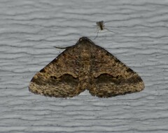 Frederickia s-signata