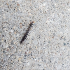 Scarites subterraneus