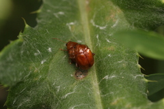 Sphaeroderma testaceum