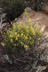 Tetragonia fruticosa