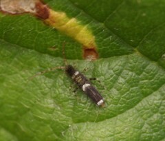 Entomobrya dorsalis
