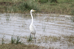 Ardea alba melanorhynchos