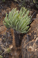 Tylecodon wallichii ecklonianus