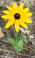 Helianthus petiolaris