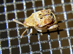 Penthobruchus germaini