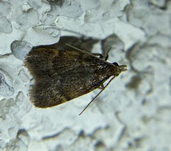 Aglossa