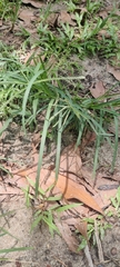 Eleusine indica