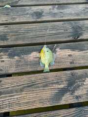 Lepomis gibbosus × macrochirus