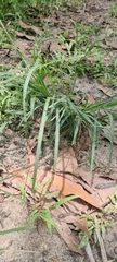 Eleusine indica