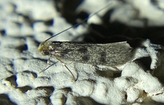 Phereoeca coprophaga