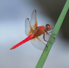 Libellula croceipennis