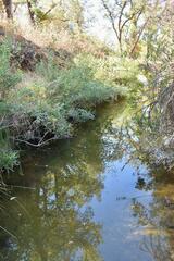 Hesperoleucus symmetricus