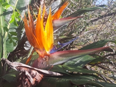 Strelitzia reginae