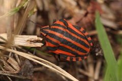 Graphosoma italicum