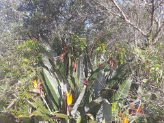 Strelitzia reginae