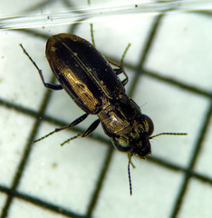 Notiophilus biguttatus
